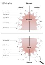Darstellung der Milchzähne im Kiefer